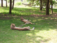 En daar twee luie cheetahs
